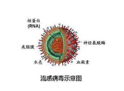 h7n9流行病学