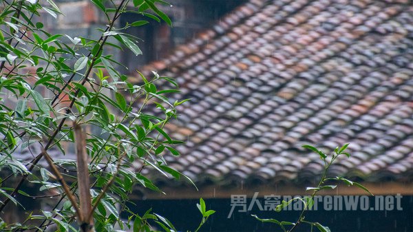 小丰村小植物 小丰村小植物