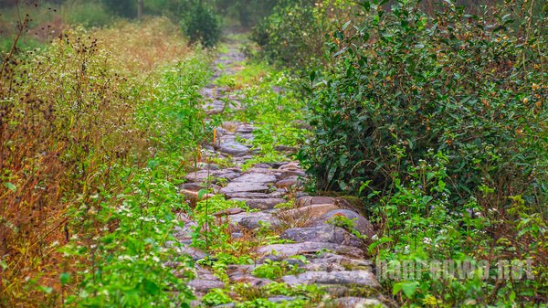 茶马古道 茶马古道