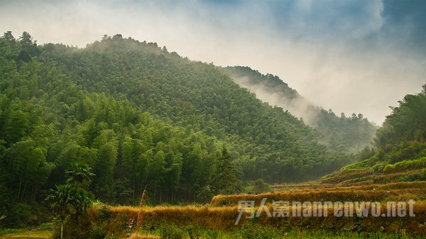 小丰村竹林 小丰村竹林